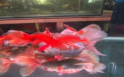 Fancy Goldfish fish for sale: Thai pleated goldfish - Image 33