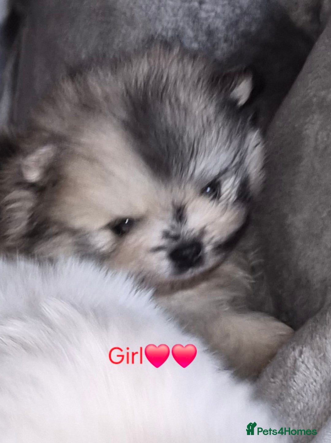 Pomeranian dogs for sale: Goergeos Pomeranian Puppy's💙❤️ - Advert 1