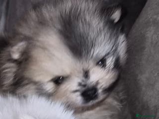 Pomeranian dogs Goergeos Pomeranian Puppy's💙❤️ - Advert 2