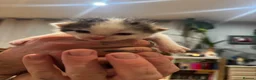 Mixed Breed cats for sale: GORGEOUS TABBY AND WHITE KITTENS - Advert 8