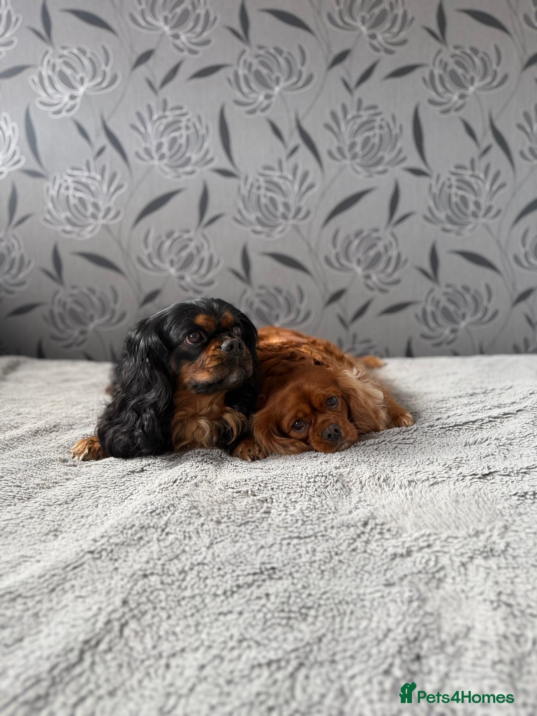 Cavalier King Charles Spaniel dogs for sale: Cavalier King Charles Spaniel - Advert 22