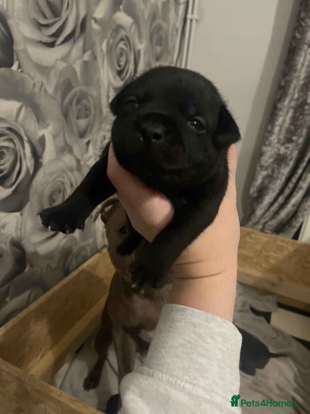 Staffordshire Bull Terrier dogs for sale: Beautiful stuffy pups  - Advert 16