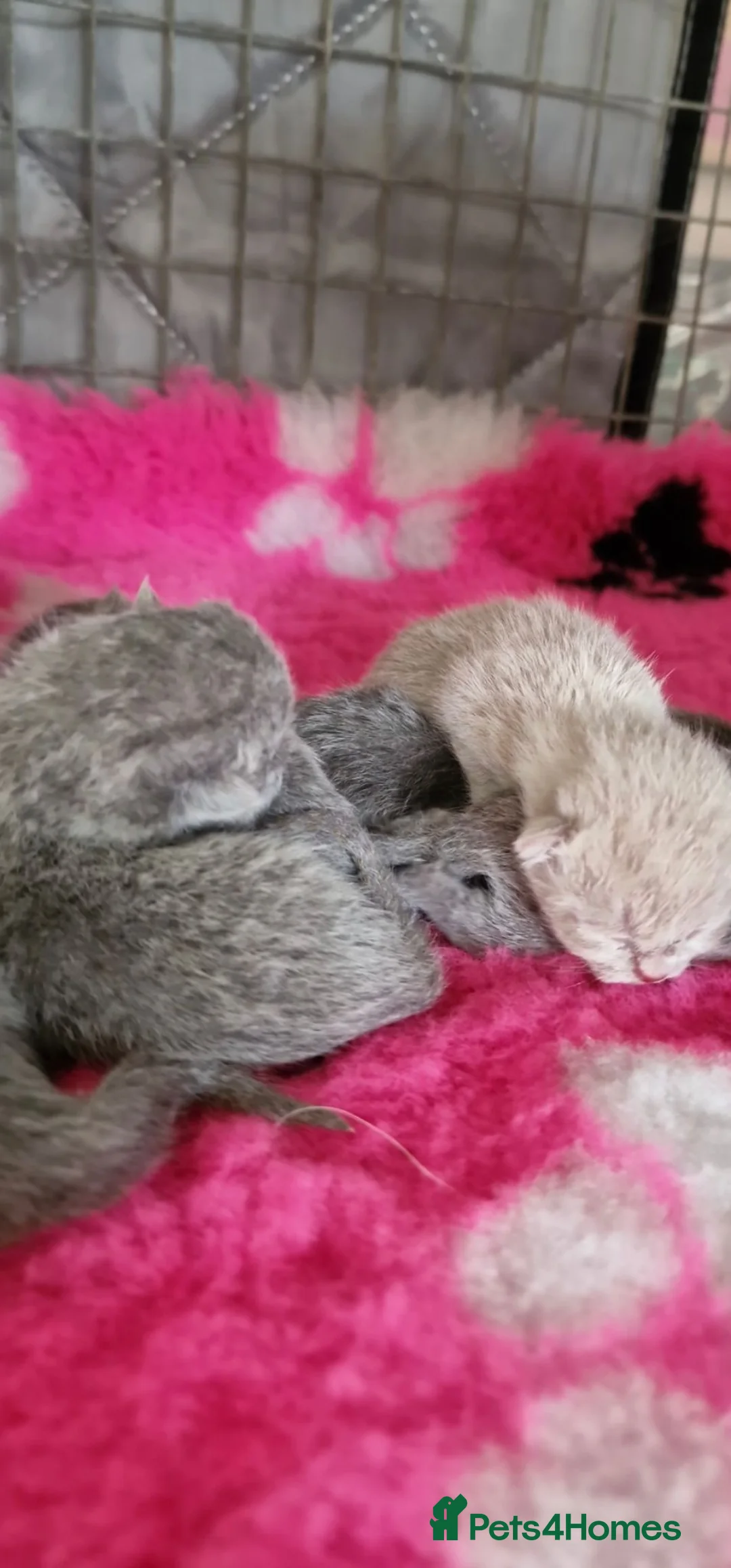 British Shorthair cats for sale: Stunning Blue and lilac teddy bears - Advert 7