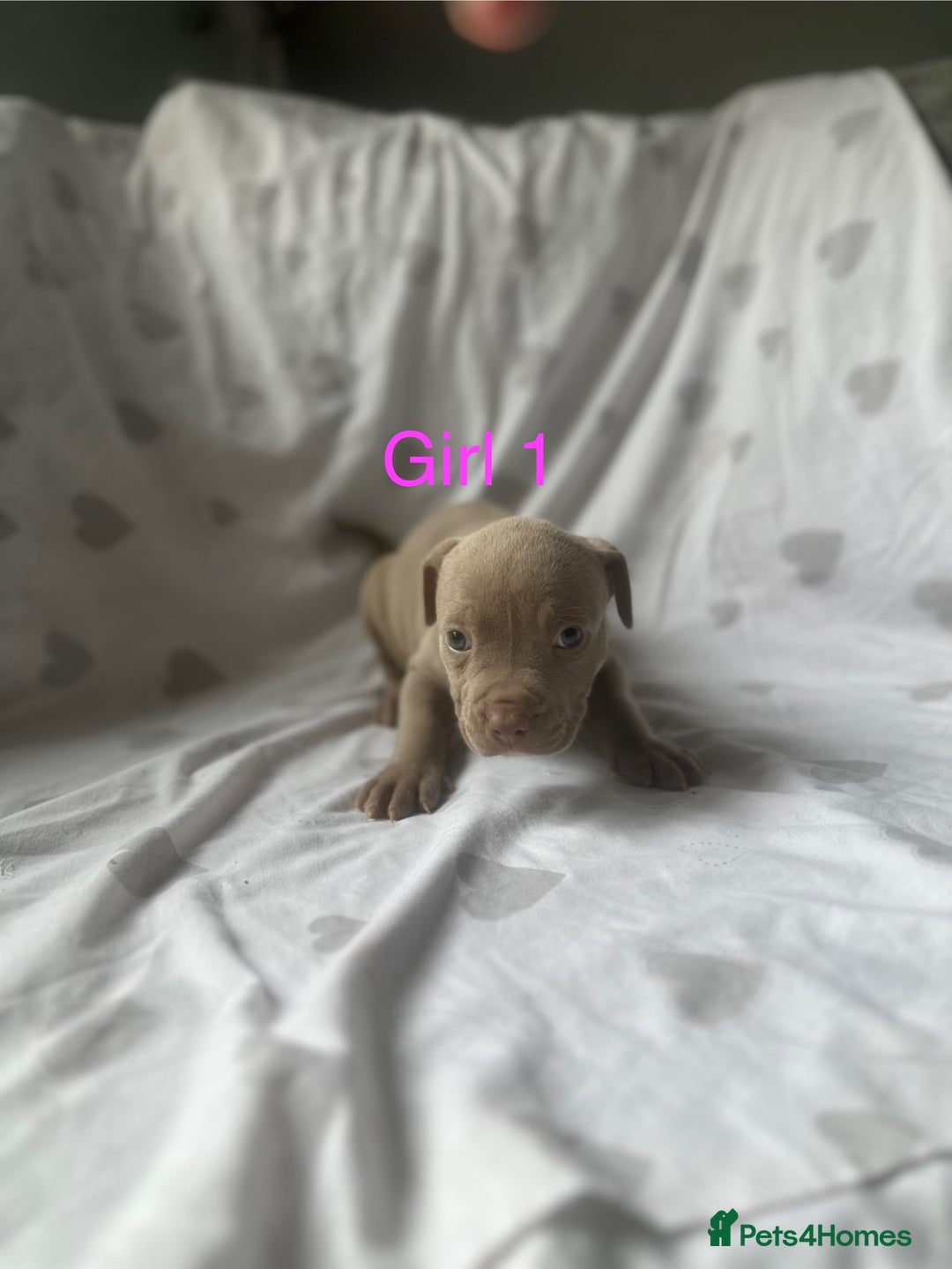 Mixed Breed dogs for sale: Beautiful staffie cross bullmastiff puppies  - Image 9