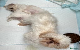 Shih Tzu dogs for sale: Imperial shihtzu puppies  - Image 7