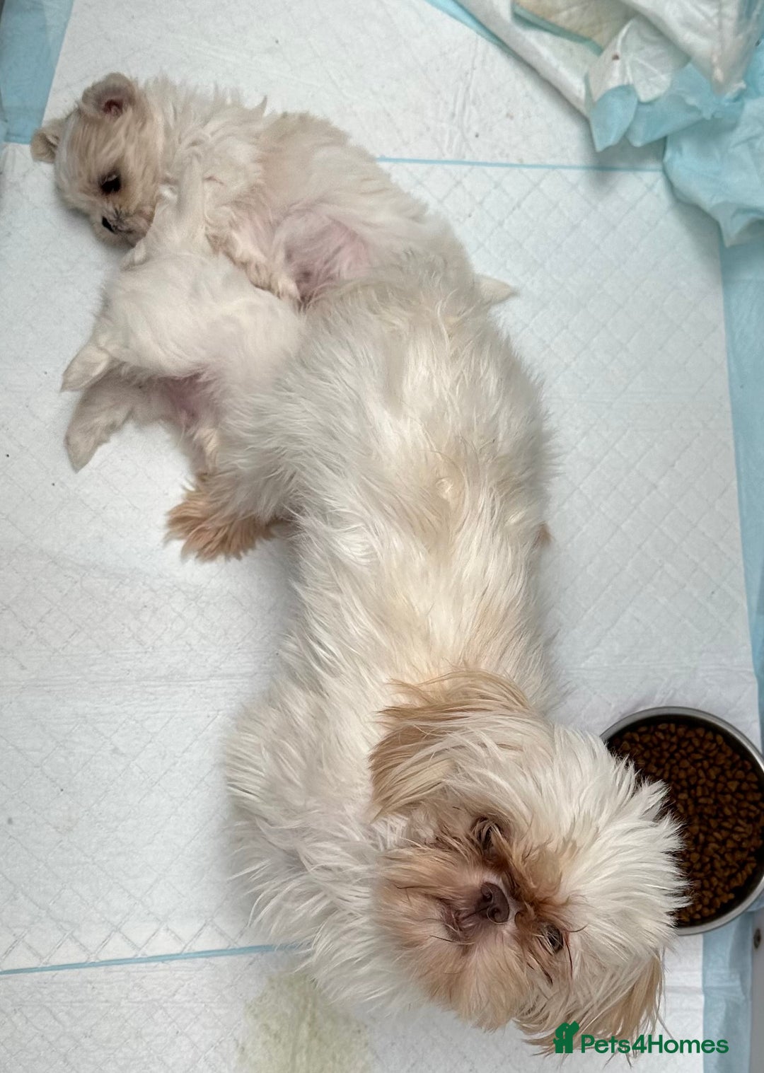 Shih Tzu dogs for sale: Imperial shihtzu puppies  - Image 7