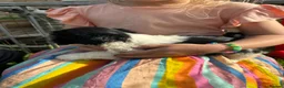 Mixed Breed dogs for sale: Shih Tzu cross Lhasa apso puppies in Great Yarmouth - Advert 9