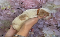 Beagle dogs for sale: KC Registered & Health Tested Puppies - Image 3