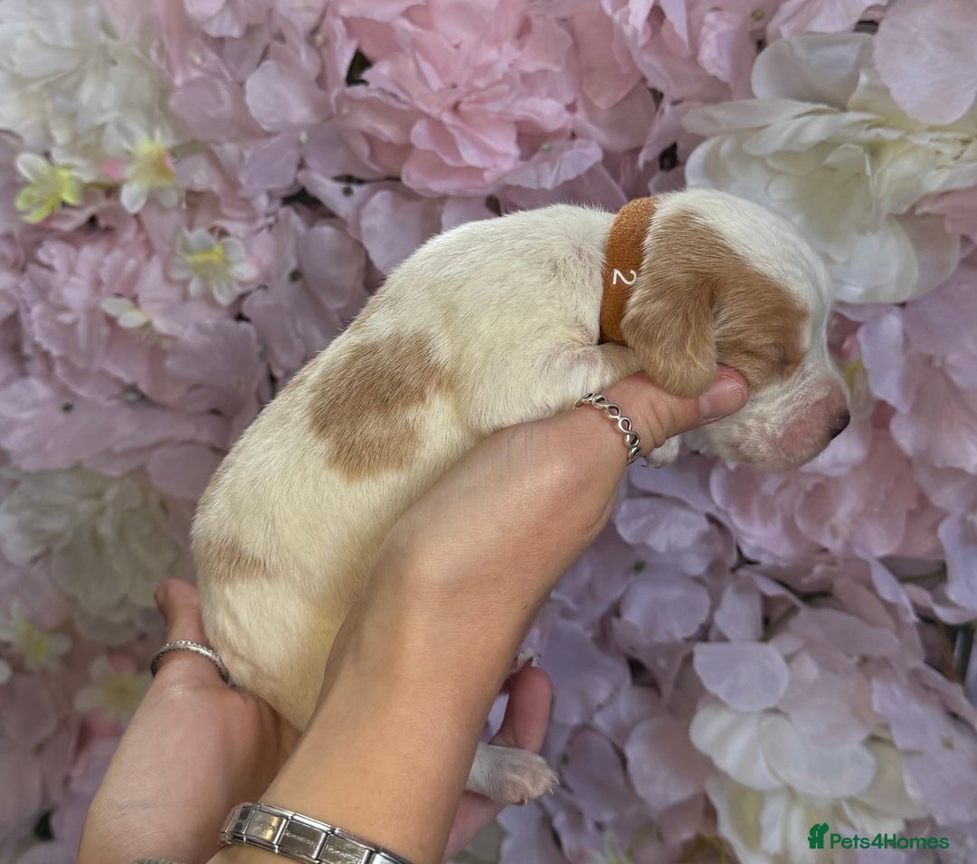 Beagle dogs for sale: KC Registered & Health Tested Puppies - Image 3