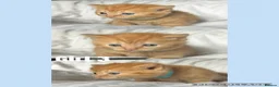 Mixed Breed cats for sale: Bsh/bengal x mainecoon  - Advert 6