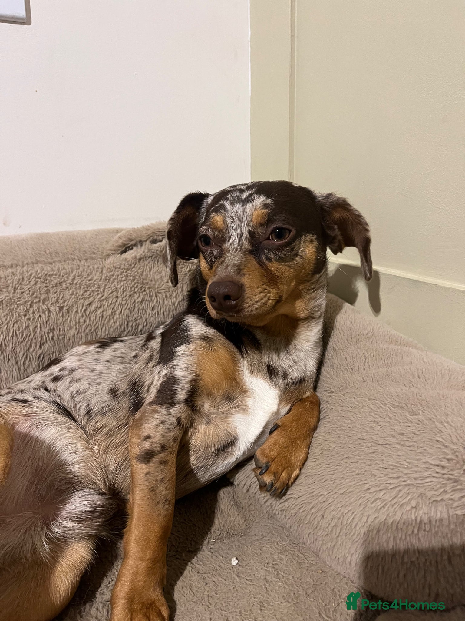 Mixed Breed dogs Dachshund/Chihuahua/mix breed - Advert 1