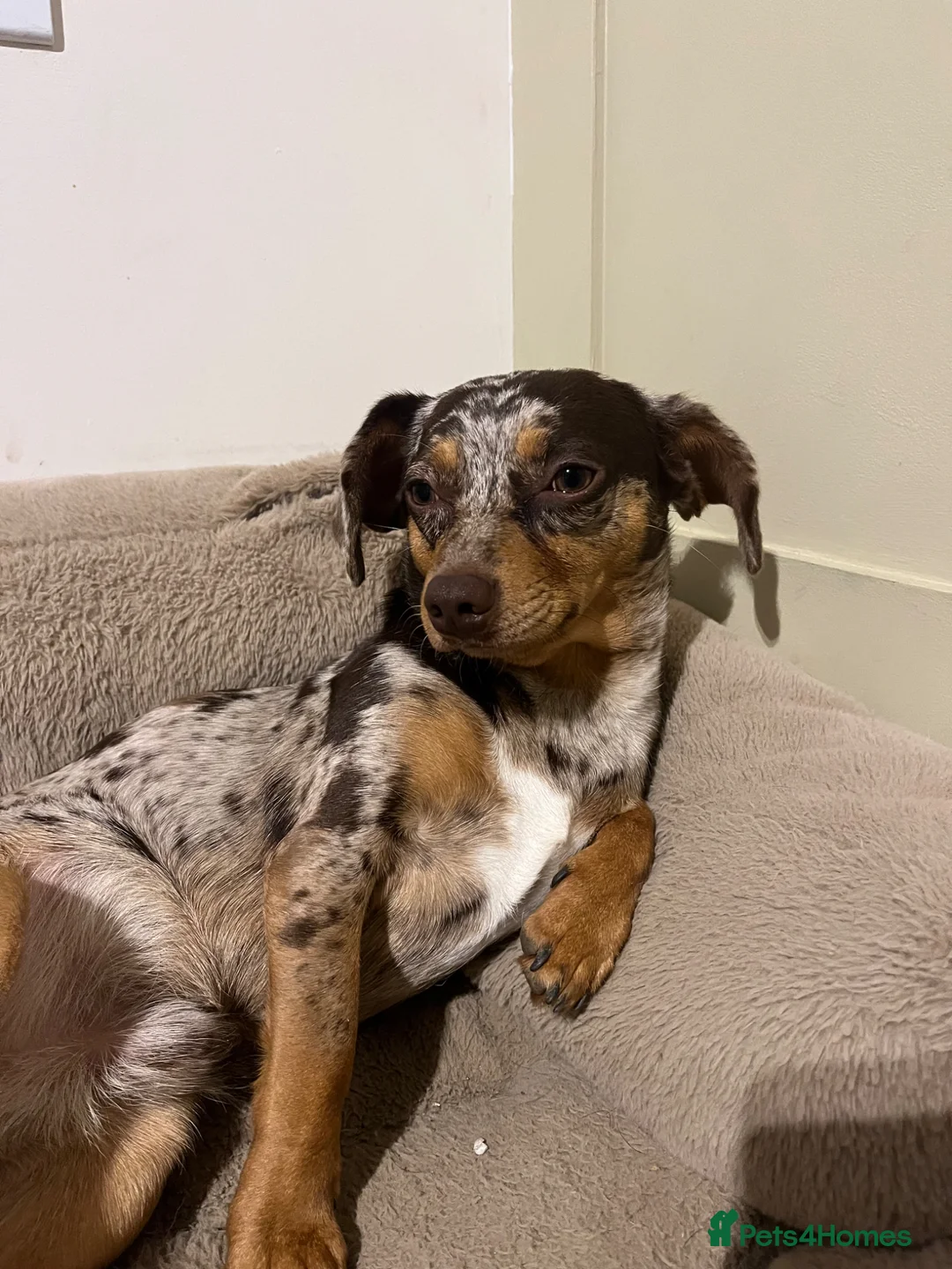 Mixed Breed dogs for sale: Dachshund/Chihuahua/mix breed - Advert 1