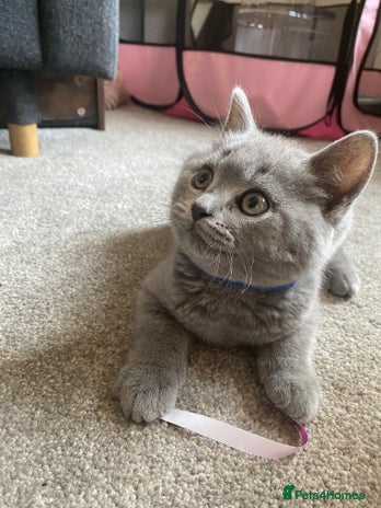 British Shorthair cats - Advert 15