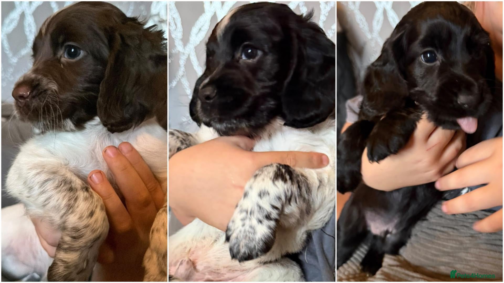 Cocker Spaniel dogs for sale: COCKER SPANIELS 2 Boys 1 Girl SCARBOROUGH  - Advert 7