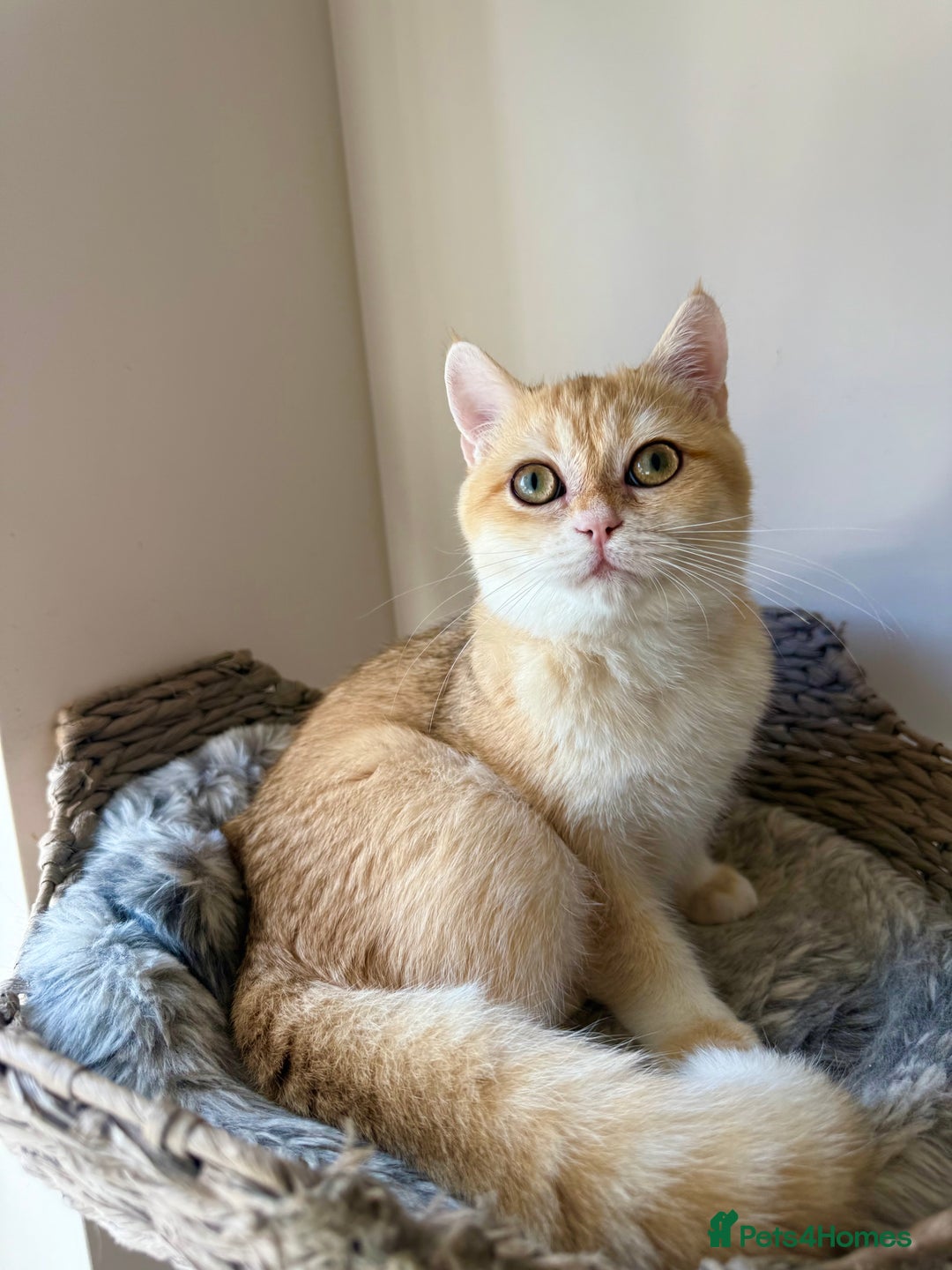 British Shorthair cats for sale: GCCF golden BSH - Image 4