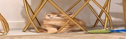 British Shorthair cats for sale: Maine coon Mix golden British short hair in London - Advert 9