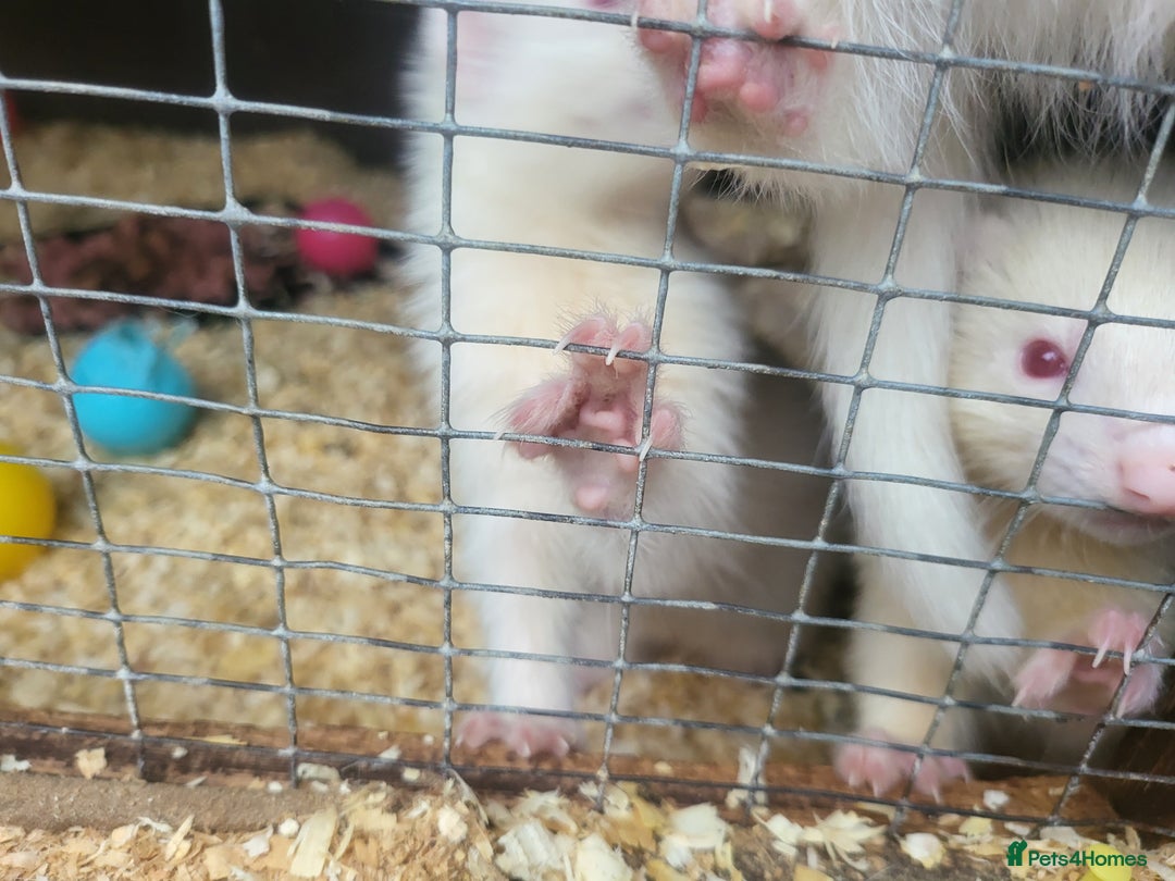 Ferret rodents for sale: Angora x workinh ferrets  - Image 5