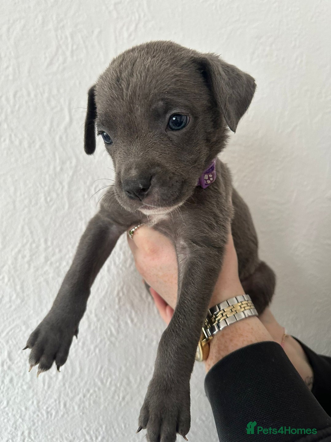 Mixed Breed dogs for sale: Cane corso x alpha blue bulldog puppies  - Advert 17