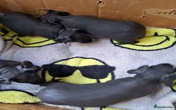 Guinea Pig rodents for sale: Baby Male Skinny Pigs For Sale  - Image 2