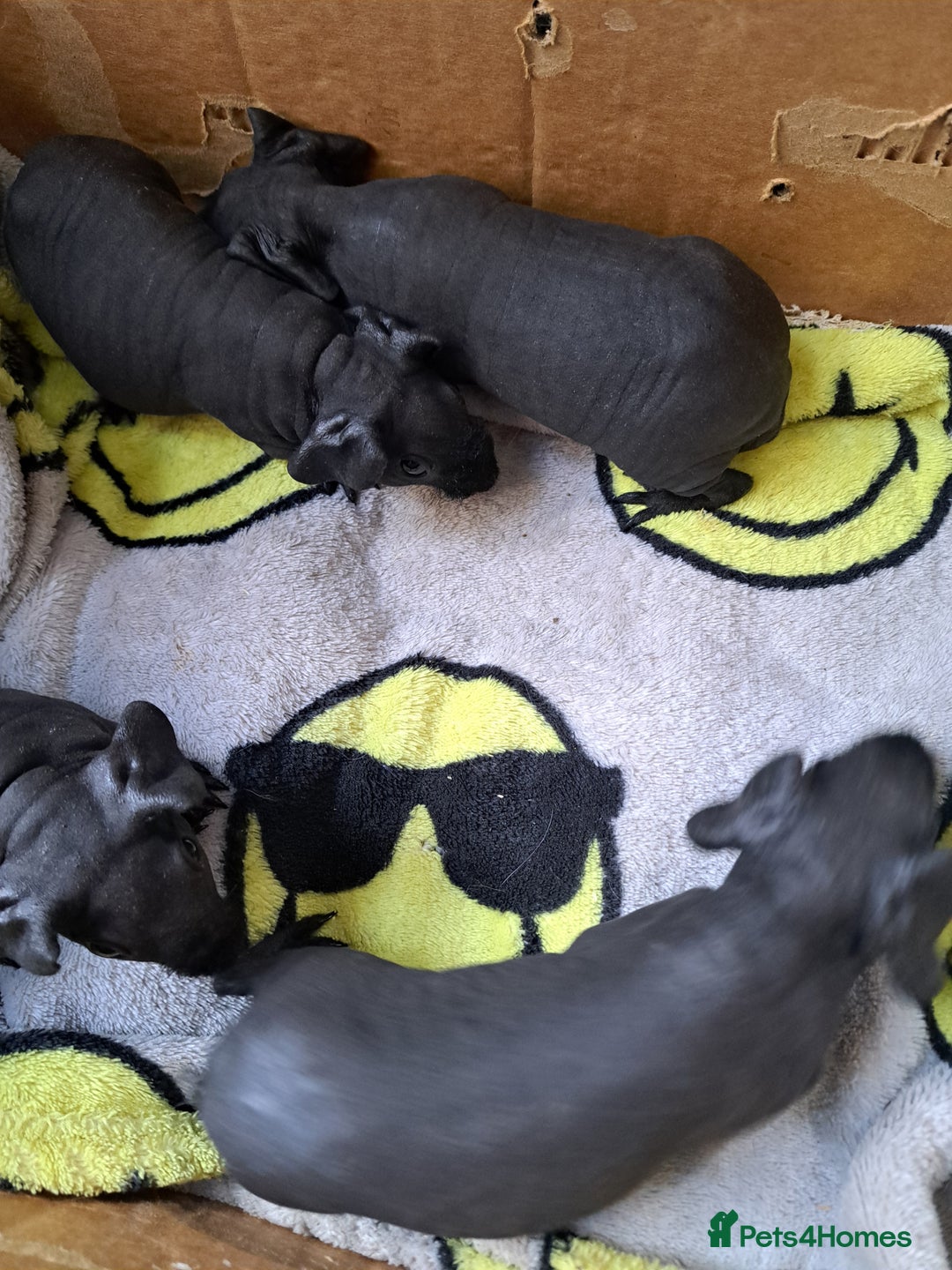 Guinea Pig rodents for sale: Baby Male Skinny Pigs For Sale  - Image 2