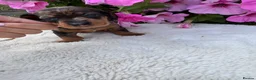 Dachshund dogs for sale: Standard wire haired dapple dachshund  in Worcester - Advert 5