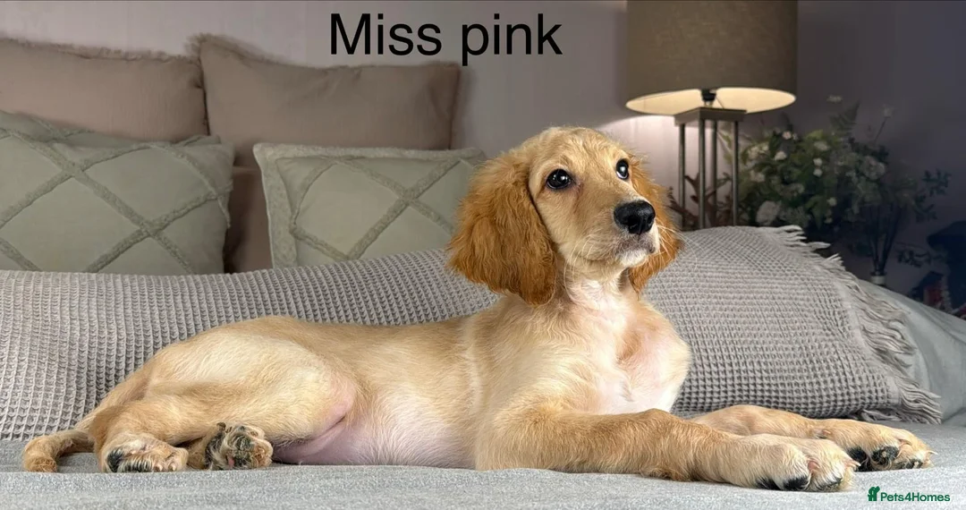 Irish Doodle dogs for sale: The perfect Doodle - Advert 3