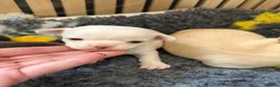 Chihuahua dogs for sale: Smooth coat chihuahua puppies  - Advert 7