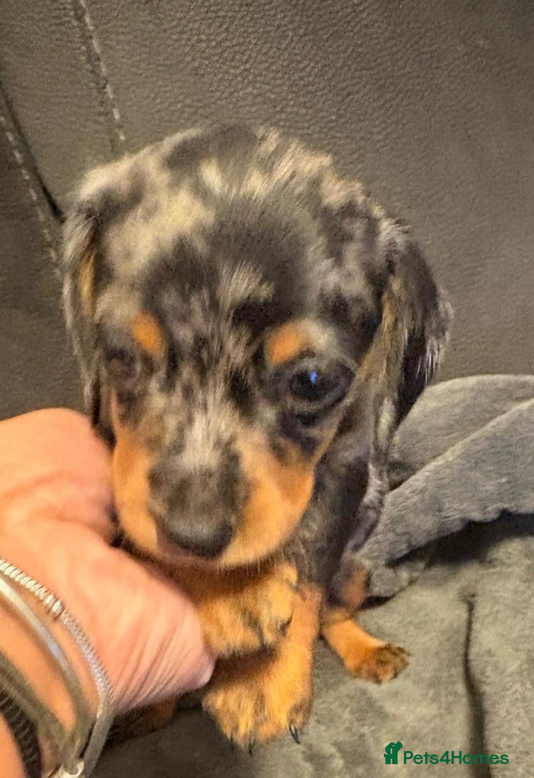 Miniature Dachshund dogs for sale: Miniature Dachshund smooth & dapple wire haired  - Advert 4