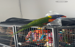 Lorikeets birds for sale: RAINBOW LORIKEET (called blu)  - Image 4
