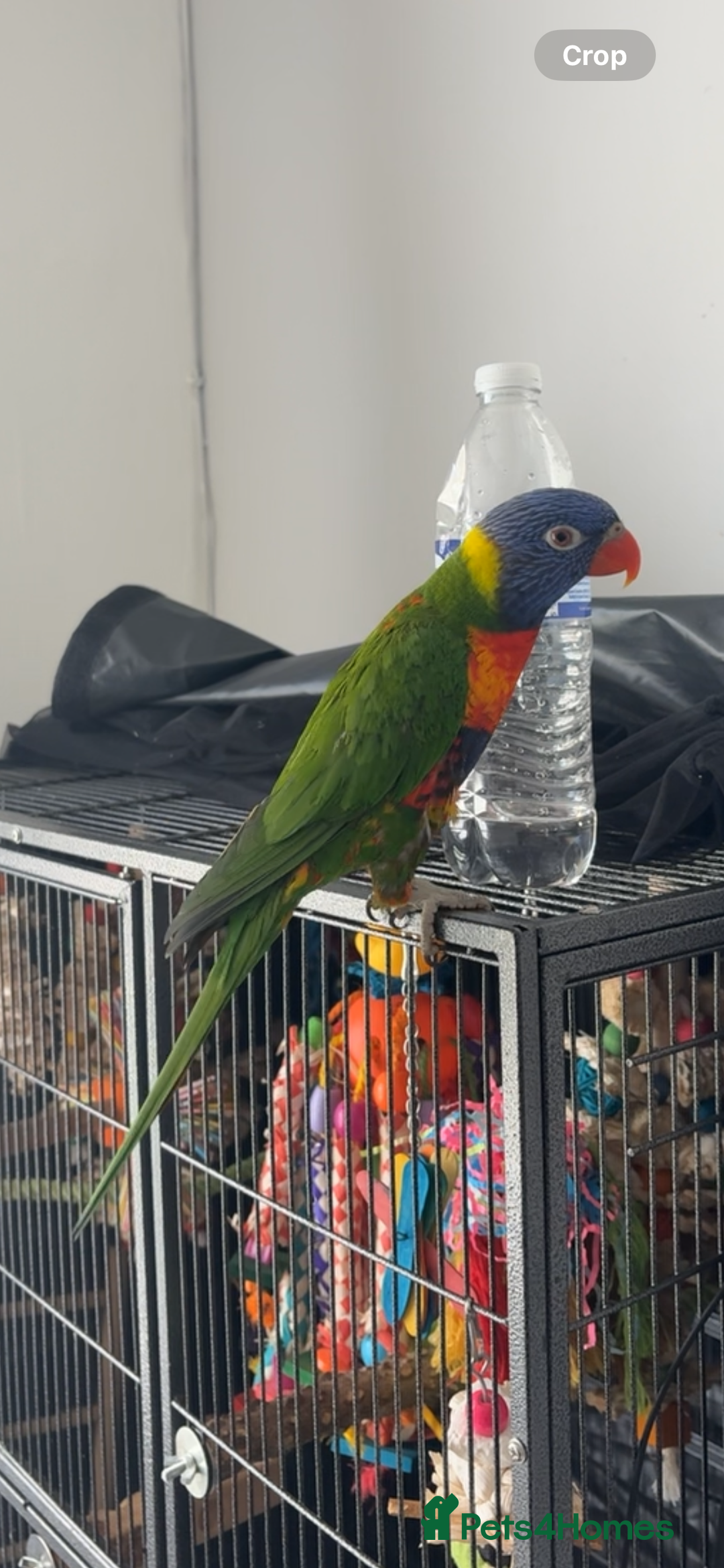 Lorikeets birds for sale: RAINBOW LORIKEET (called blu)  - Image 4