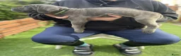 Cane Corso dogs for sale: Born With Presence, Raised With Purpose in Bournemouth - Advert 16