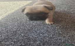 Frug dogs for sale: Just the male left frug left now - Image 19