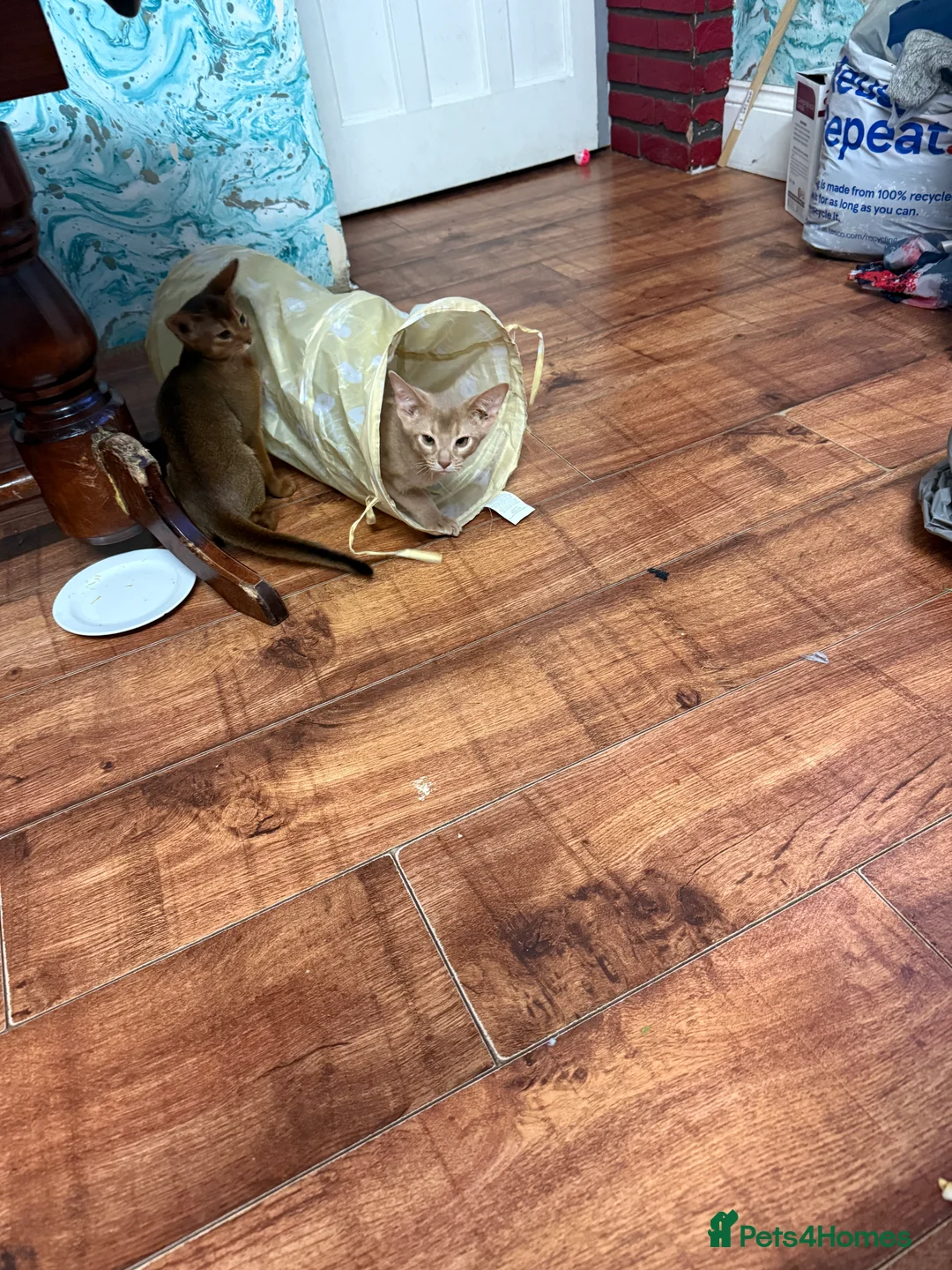 Abyssinian cats for sale: Ready for a new home - Advert 21