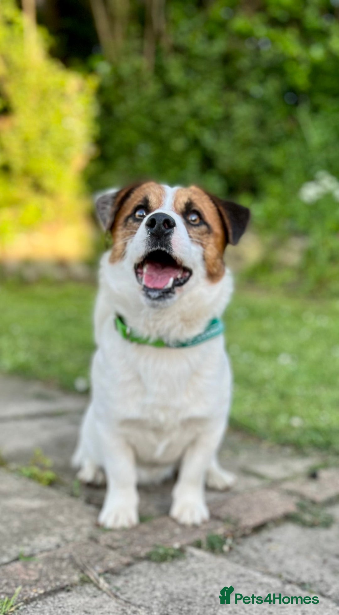 Jack Russell dogs for sale: Kennel Club Registered Jack Russell Terrier Pups - Image 5