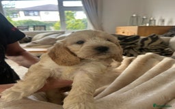 Cockapoo dogs for sale: Adorable F1 cockapoo puppies  - Image 20
