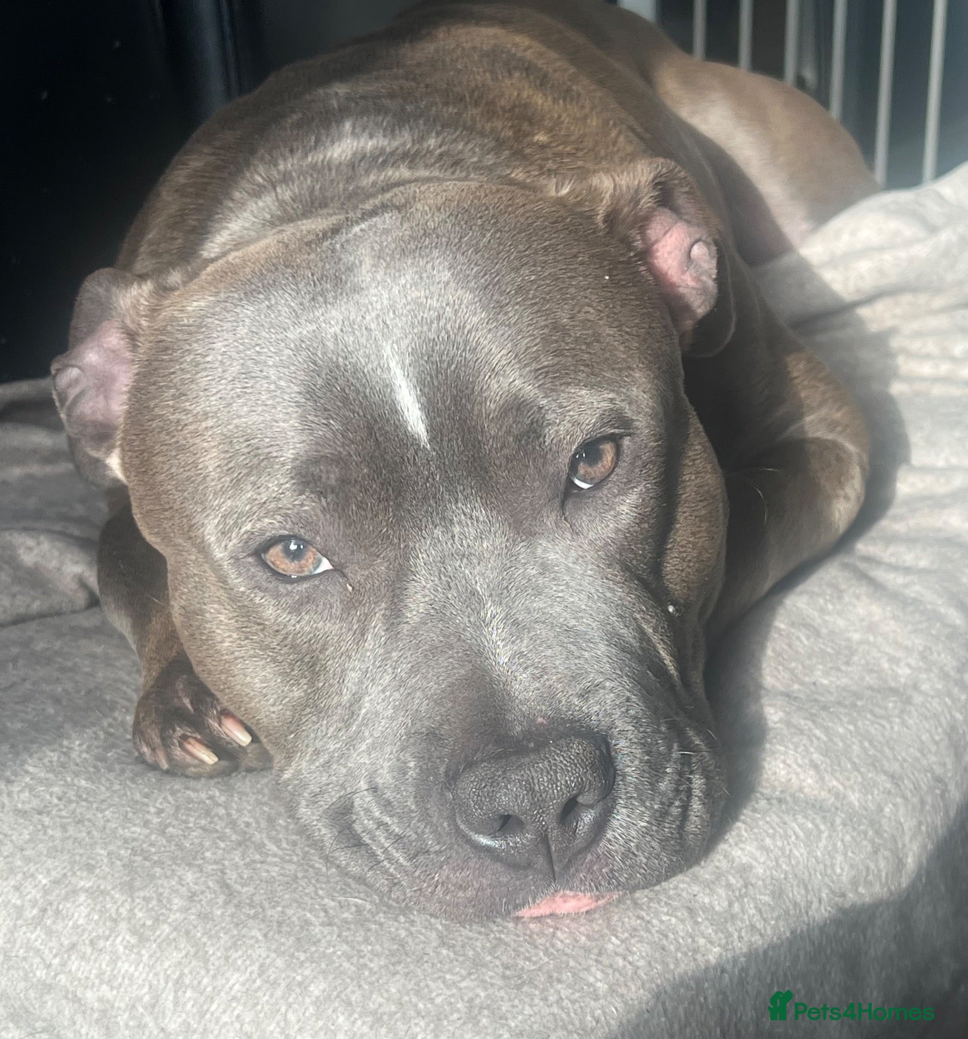 Staffordshire Bull Terrier dogs 21 Month Old Blue Staff - Advert 5