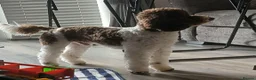 Toy Poodle dogs for stud: 🐩Health Tested, Parti Toy Poodle *STUD*🐩 - Advert 12