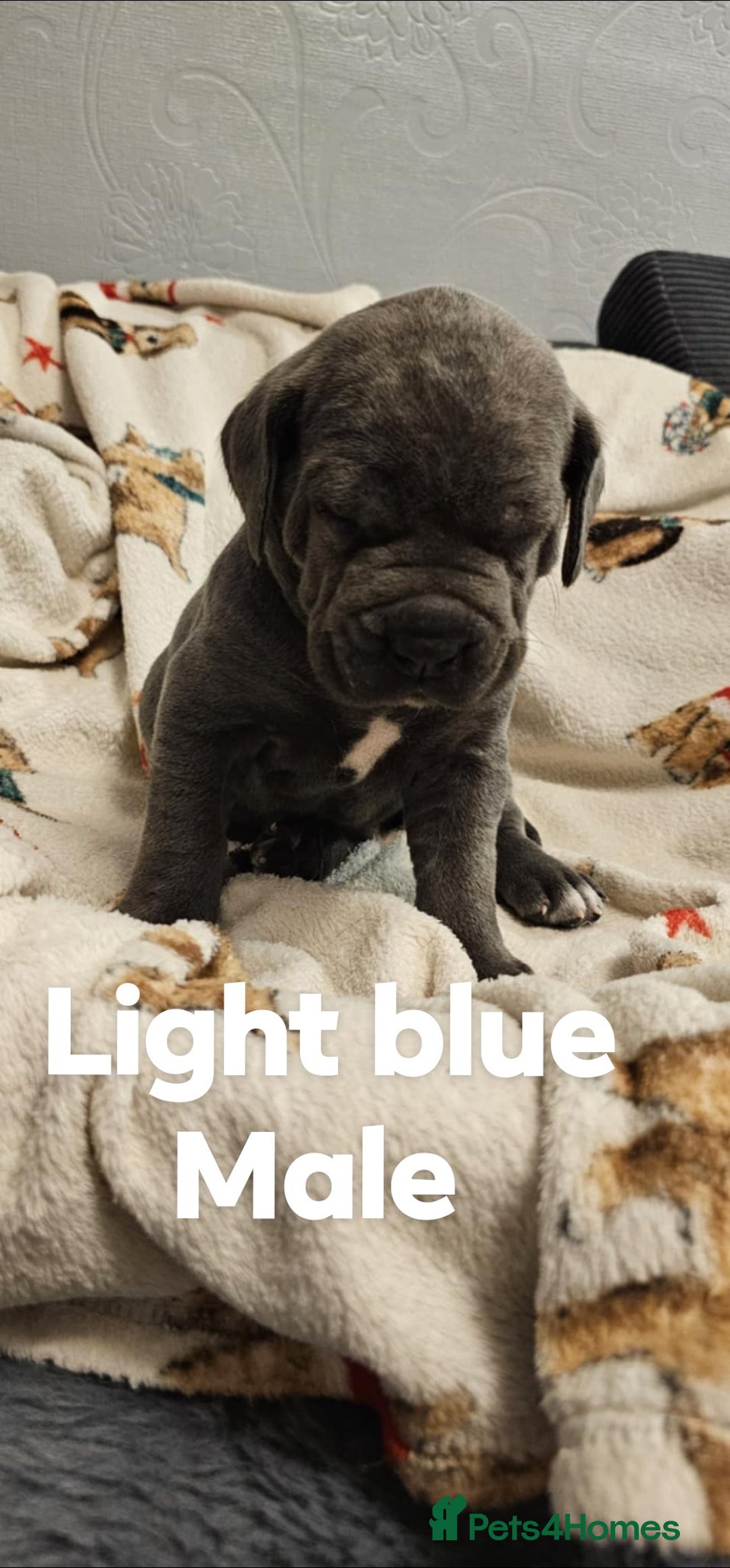 Cane Corso dogs for sale: Purebred Cane Corso Puppies – Ready to Reserve - Advert 10