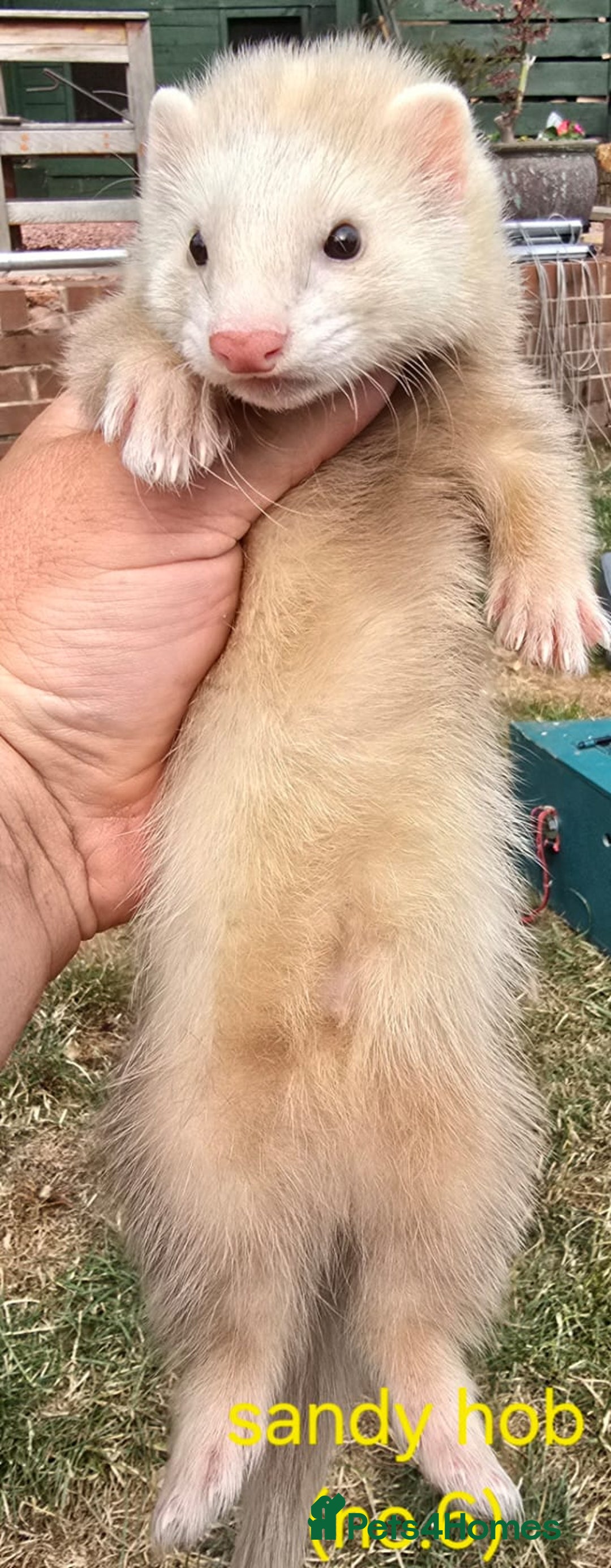 Ferret rodents for sale: Ferret kits - Image 11