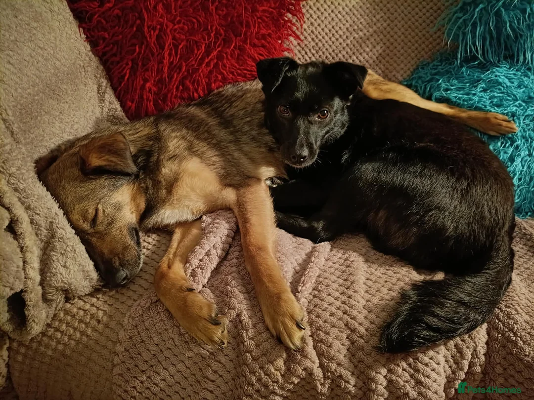Mixed Breed dogs for adoption: BONDED PAIR: Spirit and Margot for adoption - Advert 7