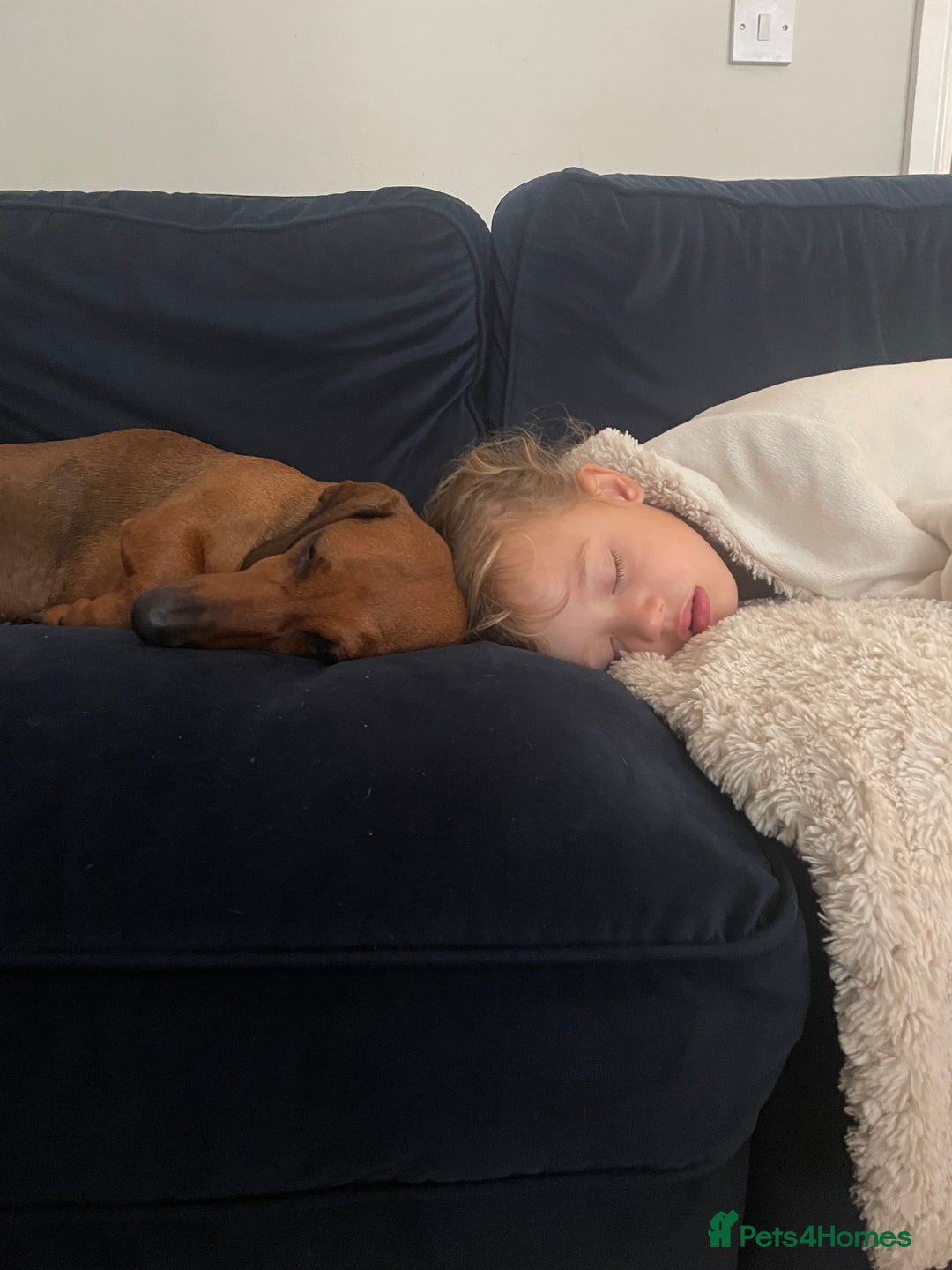 Dachshund dogs for sale: Exceptional dachshunds  - Image 6