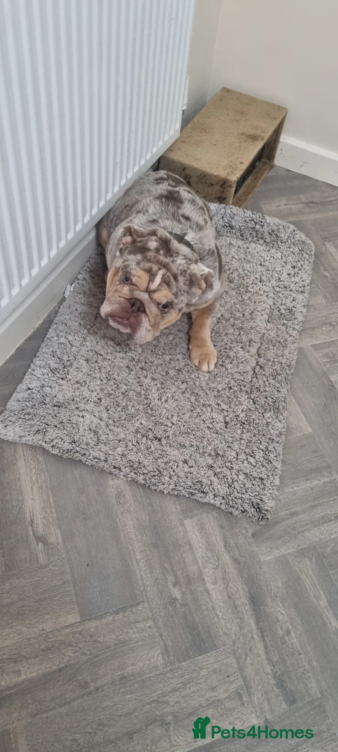 English Bulldog dogs for sale: English bulldog - Advert 3
