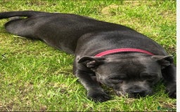 Staffordshire Bull Terrier dogs for sale: BELLE LOOKING FOR A NEW HOME - Image 2