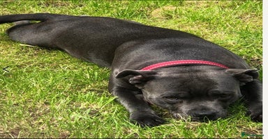 Staffordshire Bull Terrier dogs - Advert 10