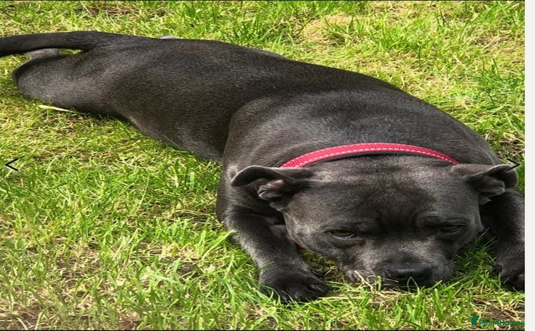 Staffordshire Bull Terrier dogs - Advert 14