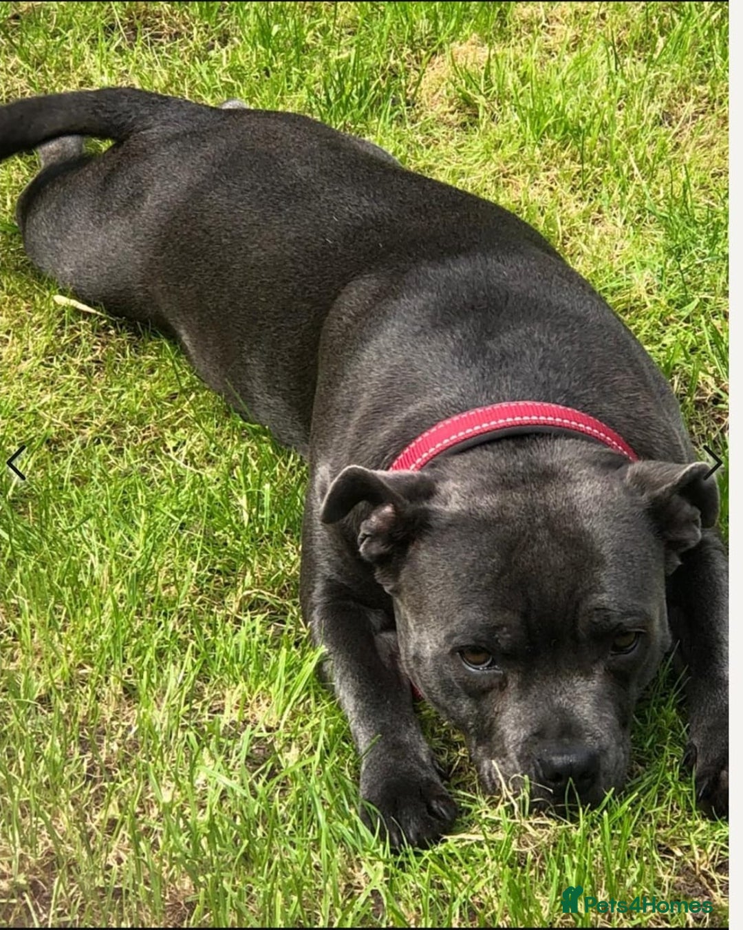Staffordshire Bull Terrier dogs for sale: BELLE LOOKING FOR A NEW HOME - Image 2