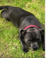 Staffordshire Bull Terrier dogs - Advert 11