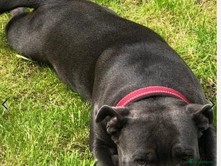 Staffordshire Bull Terrier dogs - Advert 1