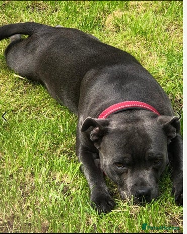 Staffordshire Bull Terrier dogs - Advert 15