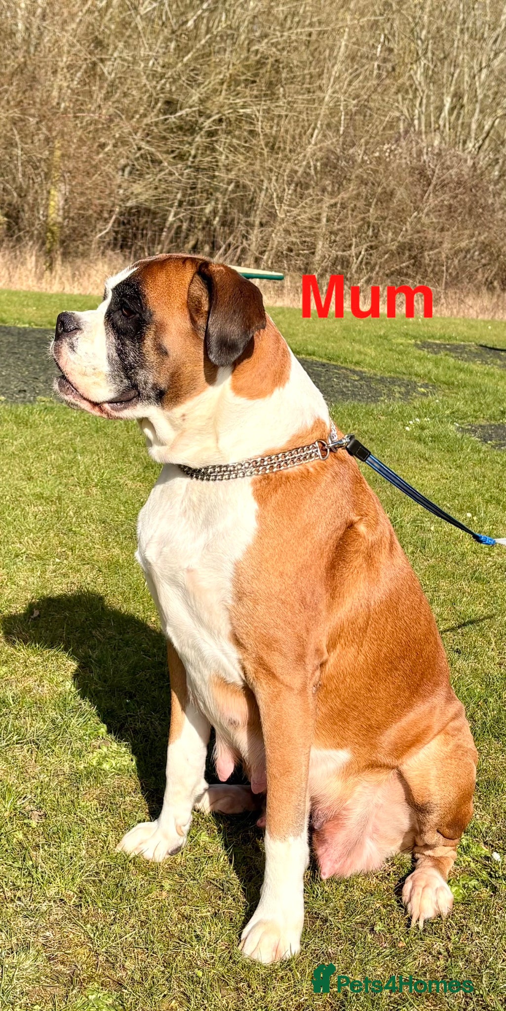 Boxer dogs Beautiful Red Boxer Puppies - Royal Kennel Club - Advert 15